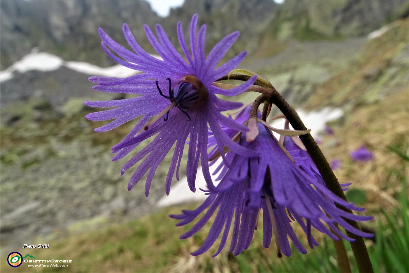 38 Soldanella della silice (Soldanella pusilla).JPG